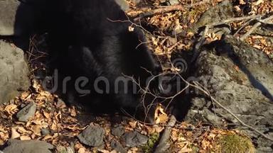 喜马拉雅<strong>黑熊</strong>正在<strong>野生动物</strong>园里寻找树叶中的东西。 俄罗斯